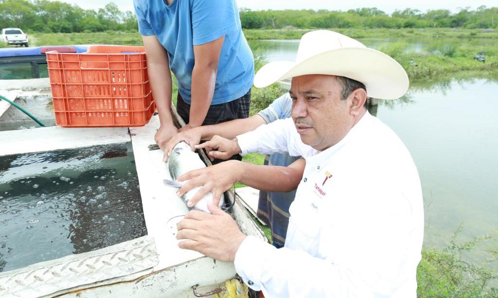 Secretaría de Pesca y Acuacultura Tamaulipas inicia proceso de reproducción de bagre de canal