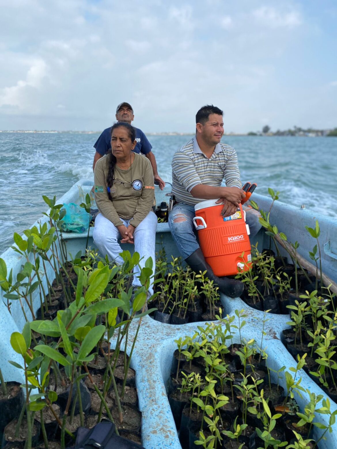Gobierno de Tamaulipas reforesta literal costero con 8 mil plántulas de mangle