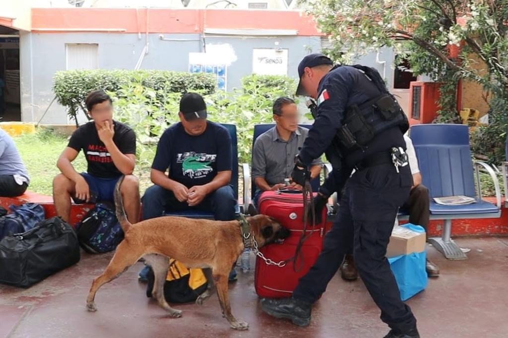 Binomios caninos de la Guardia Estatal redoblan vigilancia en Central de Autobuses de Cd. Victoria