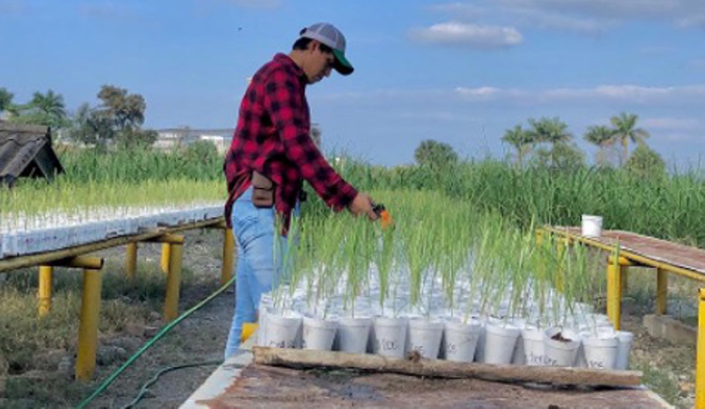 Desarrolla la UAT nuevas variedades de caña de azúcar en El Mante