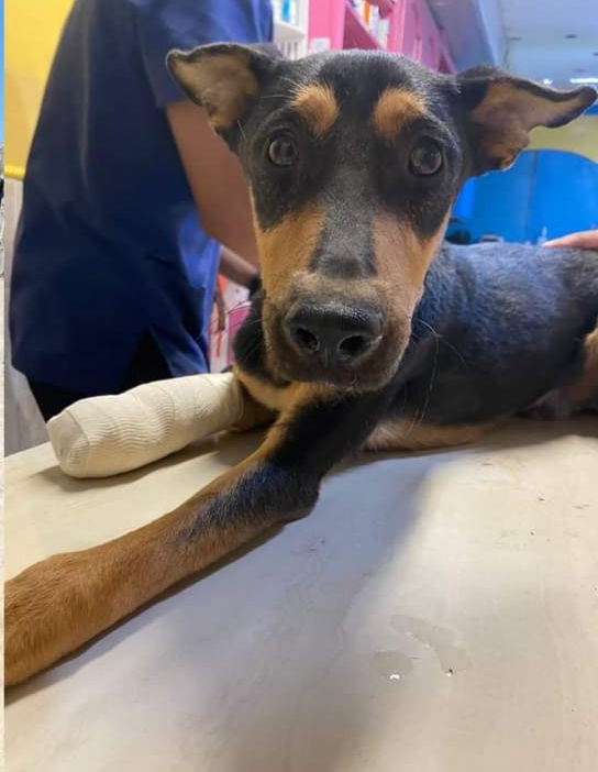 Invita Alcalde Carlos Peña Ortiz a brindar hogar a mascotas abandonadas