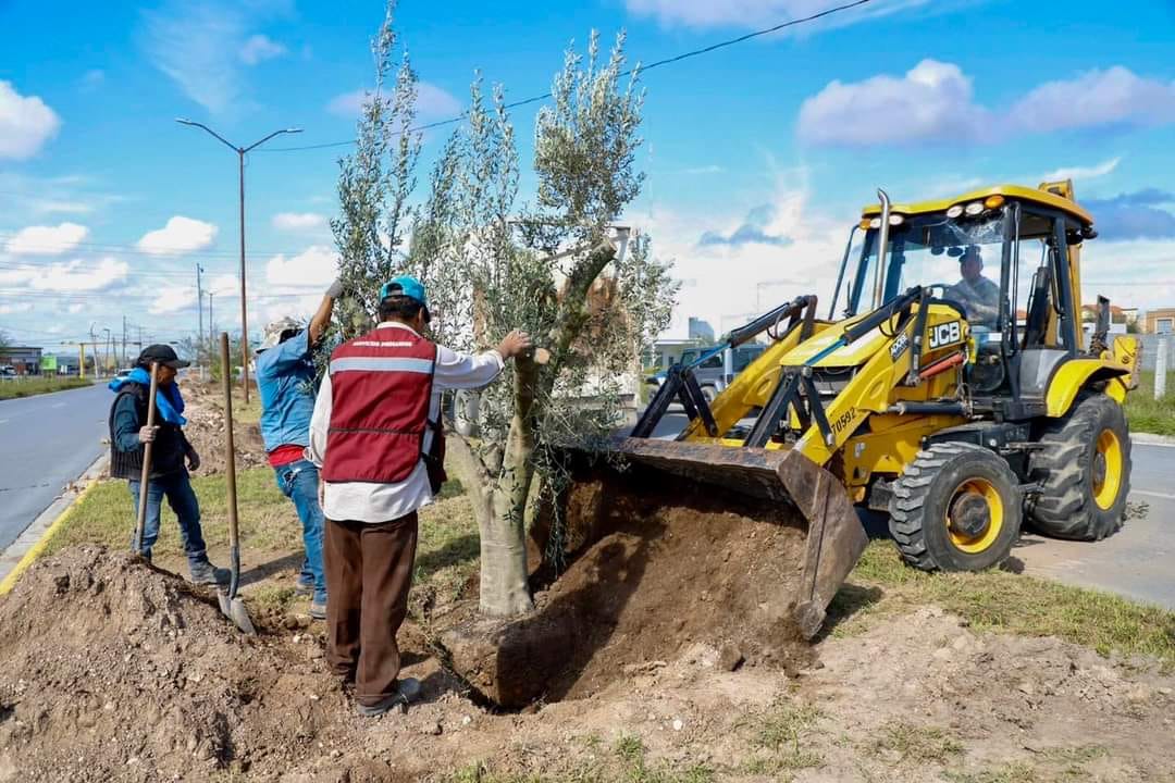 Impulsa Alcalde Carlos Peña Ortiz plantación de olivos para reforestar Reynosa